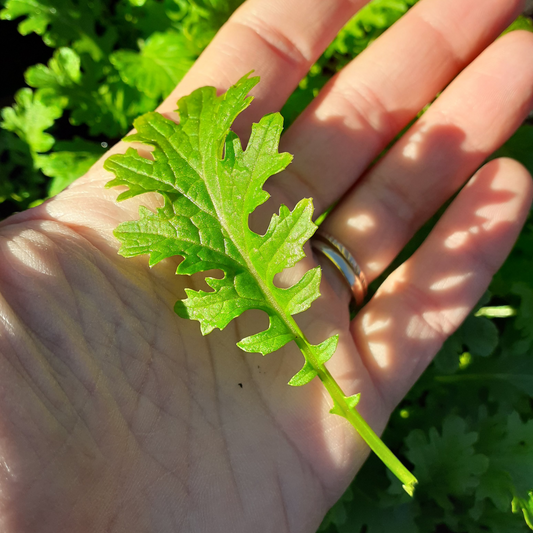 Grow your own Pizzo salad seeds