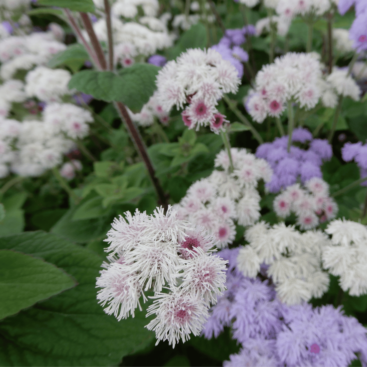 Ageratum timeless seeds