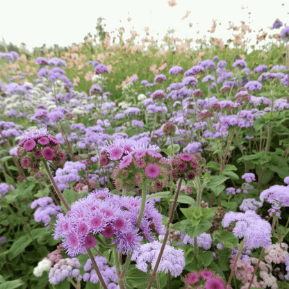 Grow your own ageratum cut flower