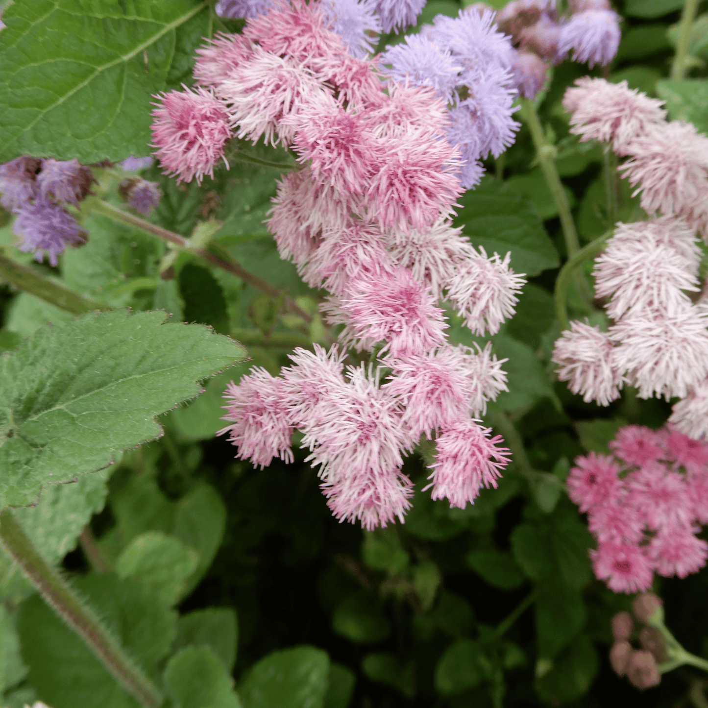 Ageratum Timeless