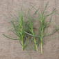 Grow your own agretti Italian heirloom