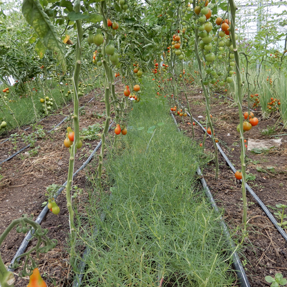 Kitchen garden agretti seeds