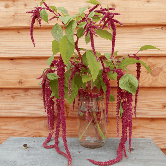 Love lies bleeding seed