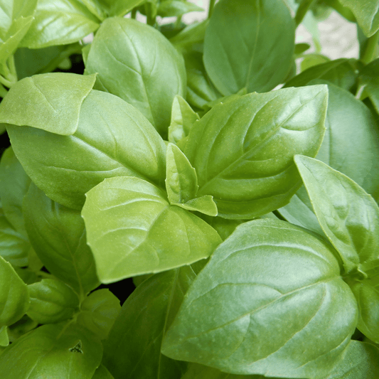 Sweet genovese basil seeds