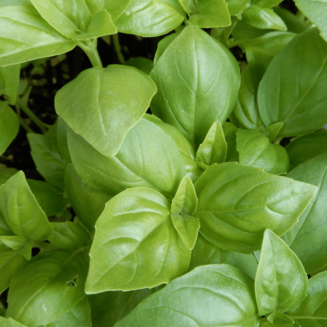 basil seeds dorset kitchen garden