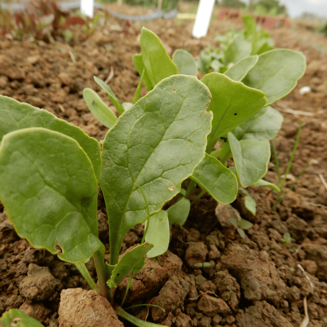 grow your own golden beetroot wintersonne seeds dorset