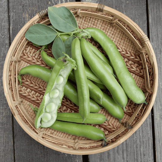 Broad bean ratio seeds