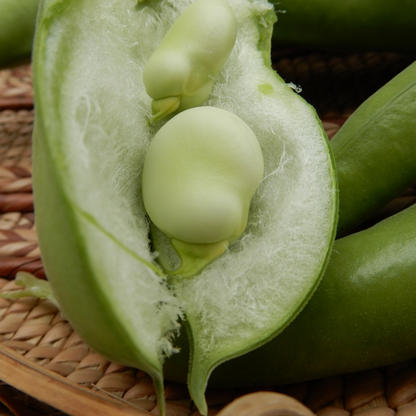 Broad bean seeds