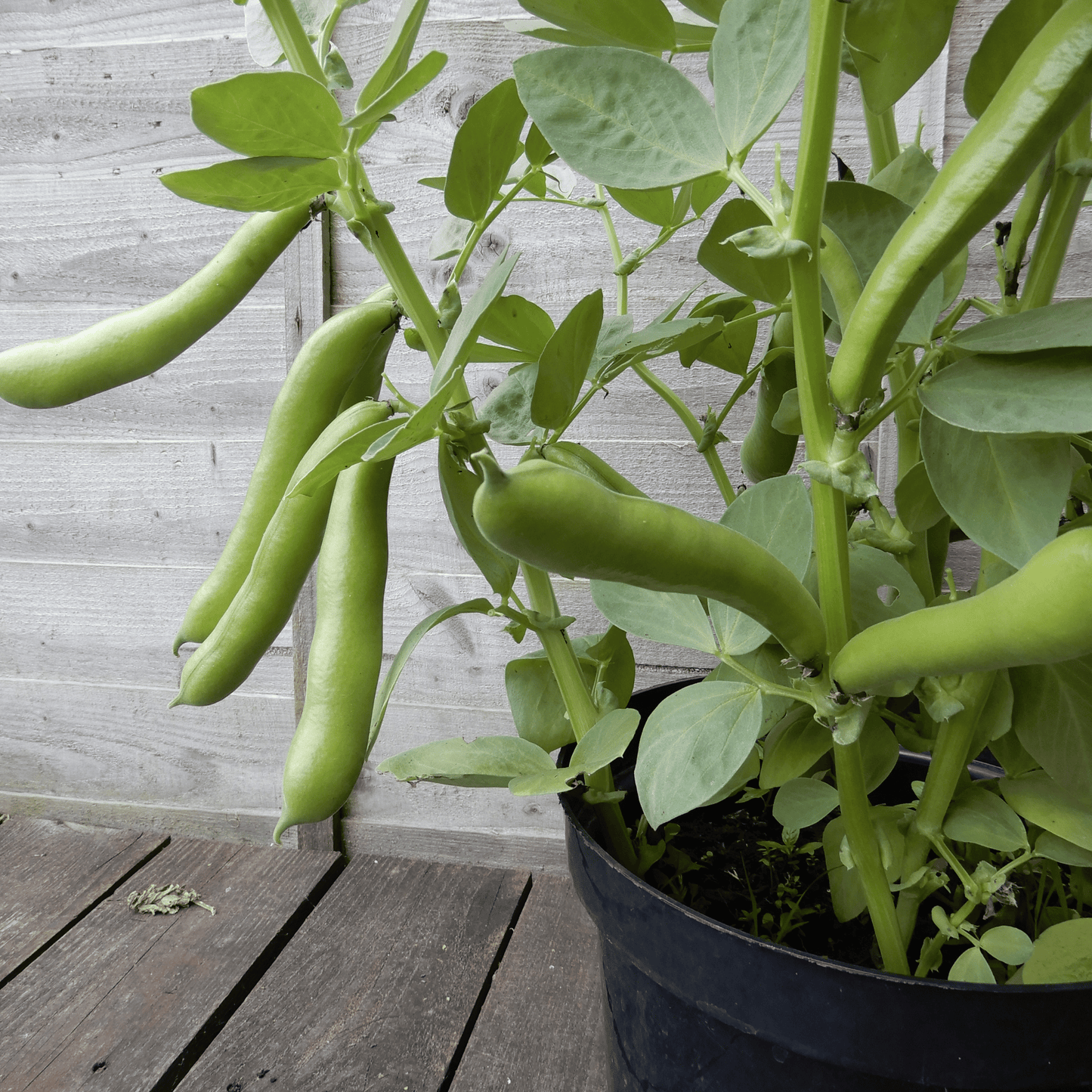 container grown broad beans