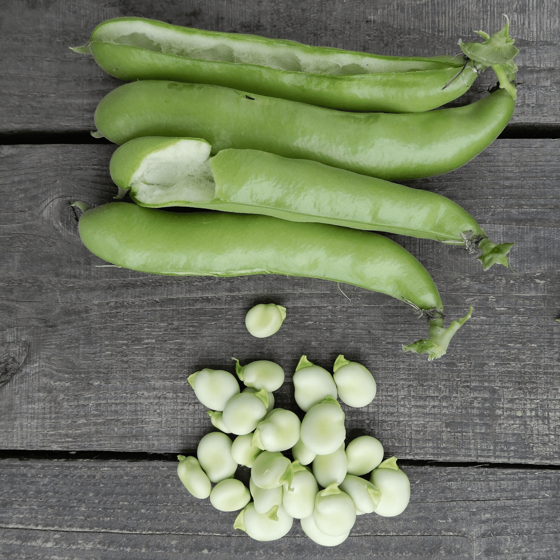 grow your own broad beans ratio