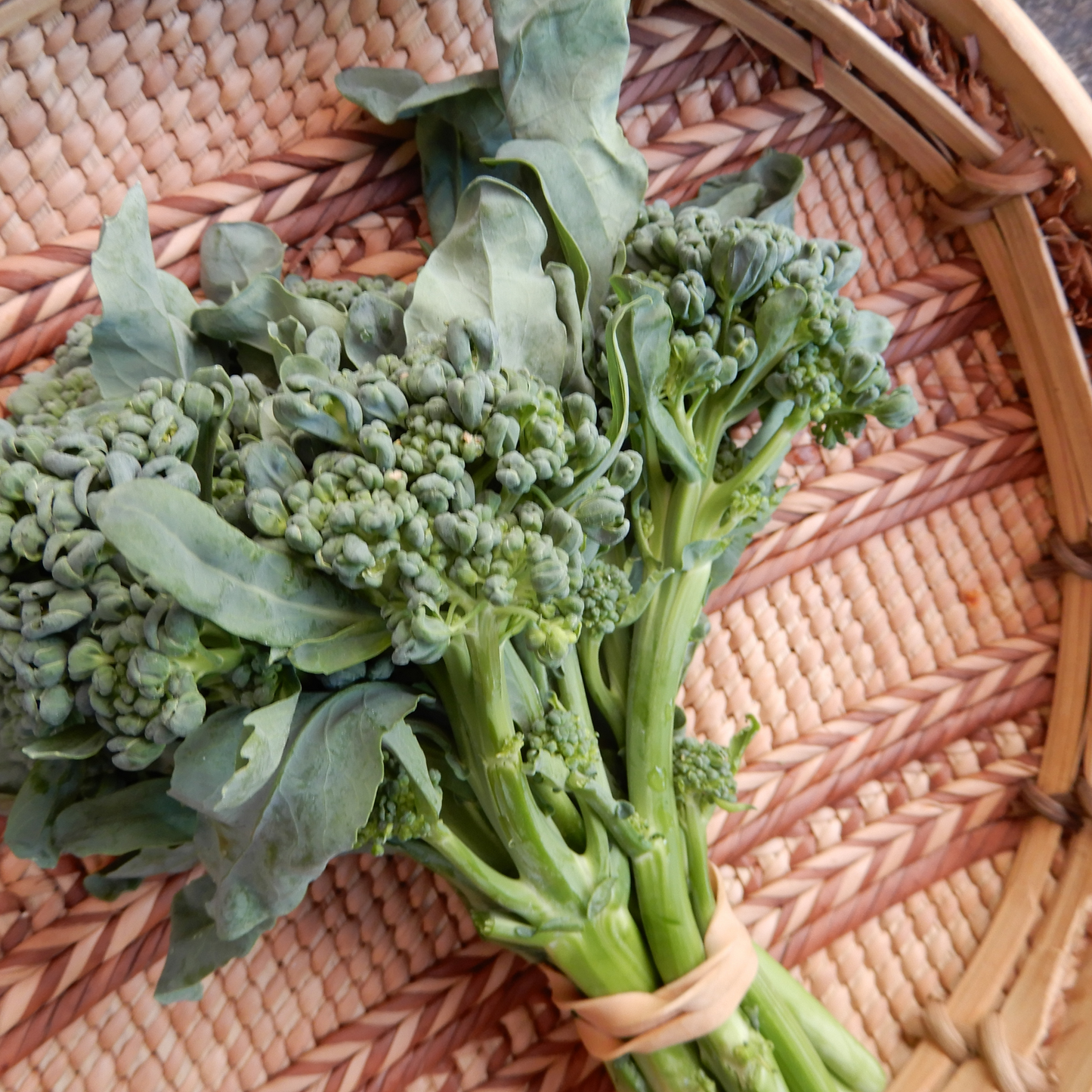 kitchen garden broccoli