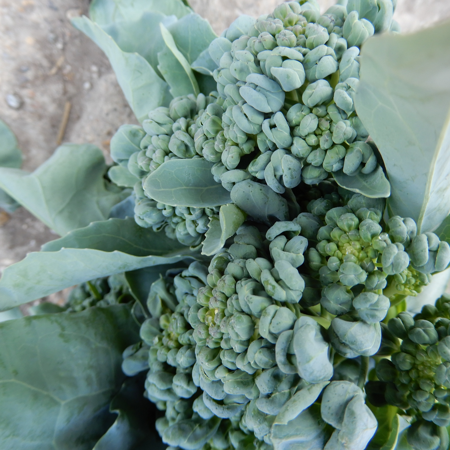 Grow your own broccoli piracicaba