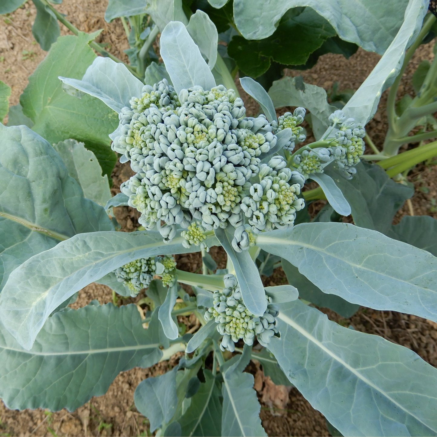 Heirloom stem broccoli piracicaba