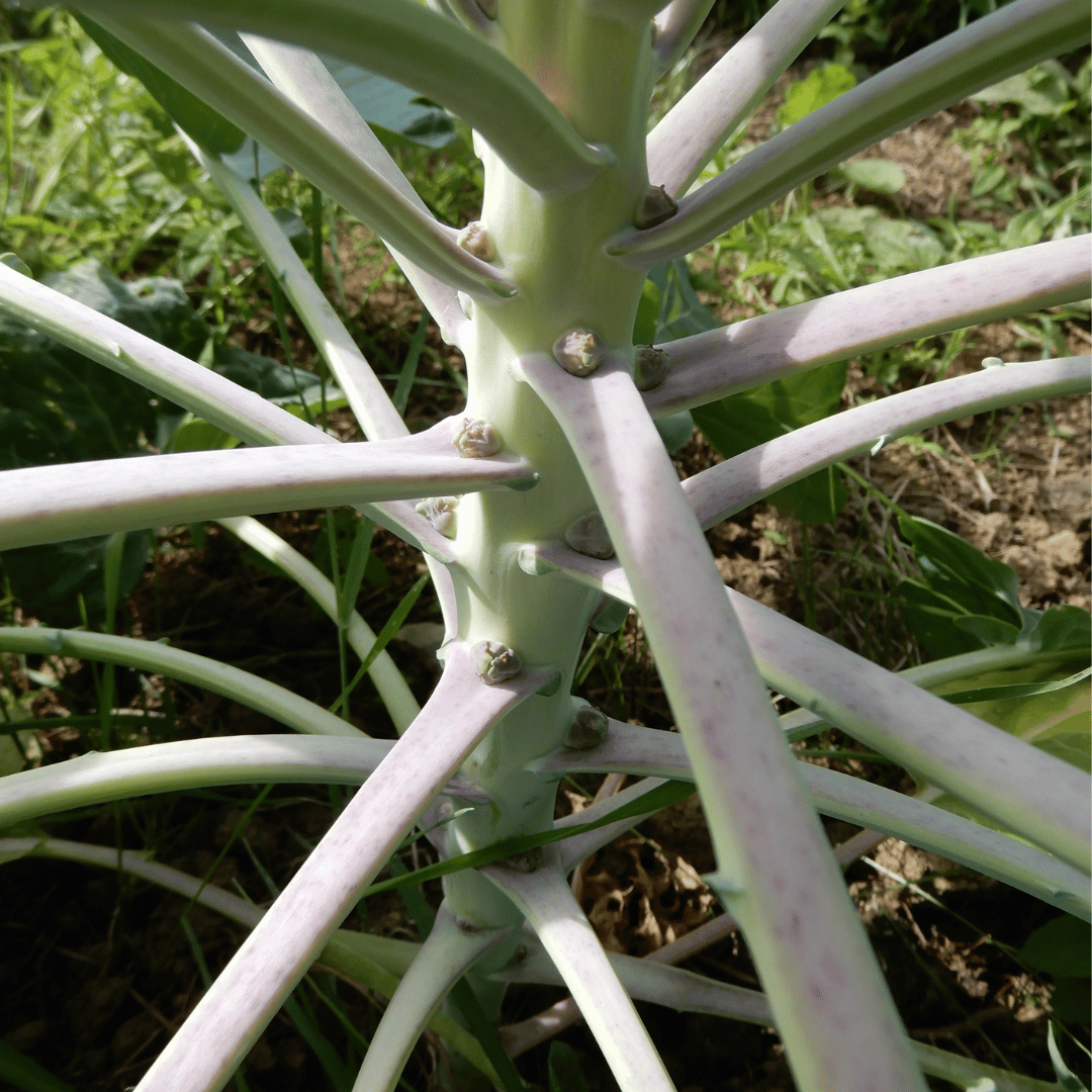 brussels sprouts groninger seeds dorset