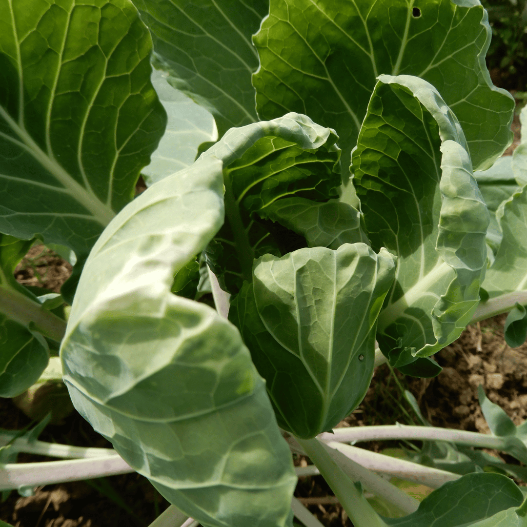 kitchen garden brussels sprouts