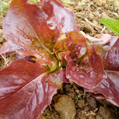 Roxy lettuce vegetable seeds