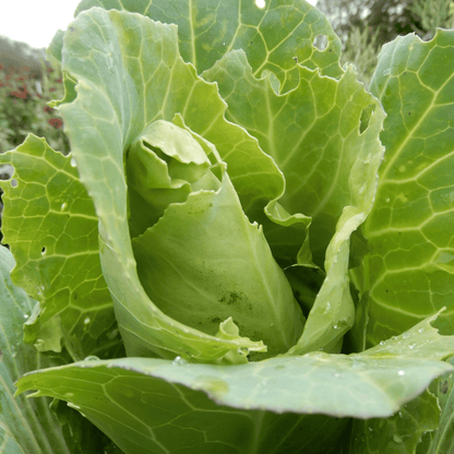 Heirloom Cabbage Filderkraut