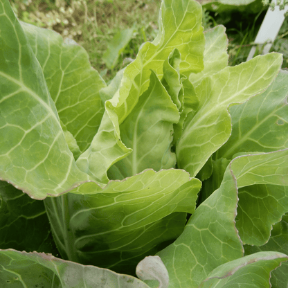 Cabbage 'Filderkraut'