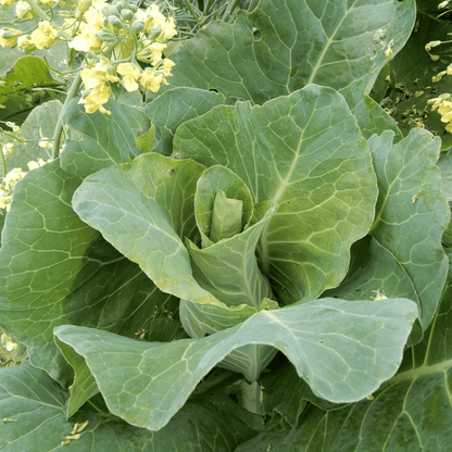 Cabbage 'Filderkraut'