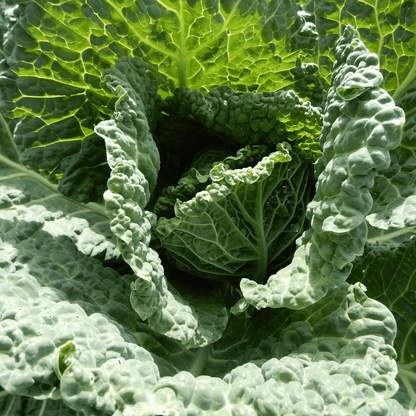 Heirloom cabbage seeds