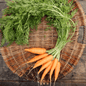 Grow your own carrots rothild