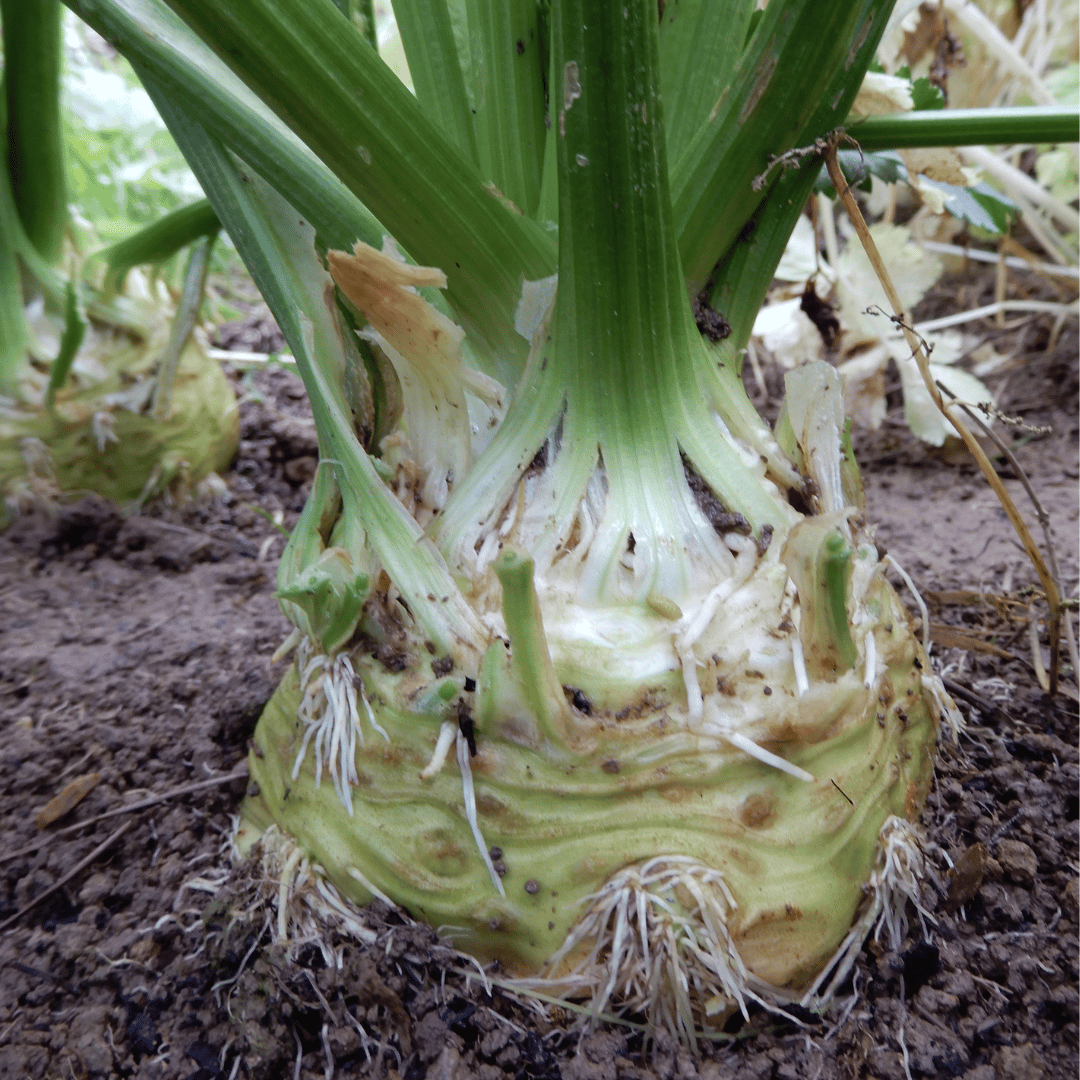 Grow your own celeriac monarch