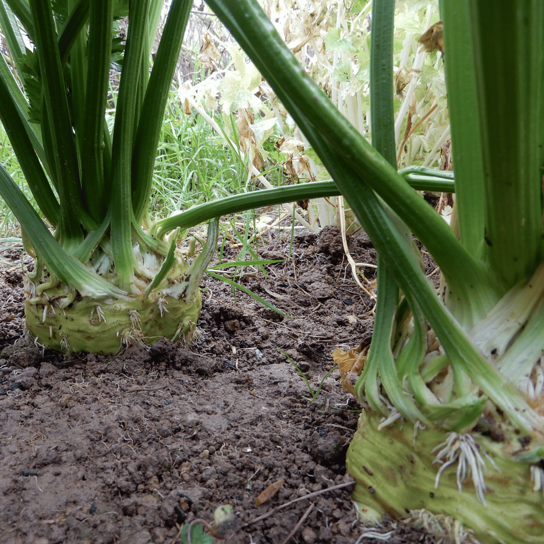 Celeriac monarch seeds dorset