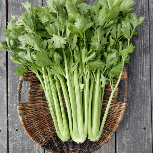 Celery 'Tall Utah'