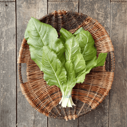 Swiss chard seed dorset