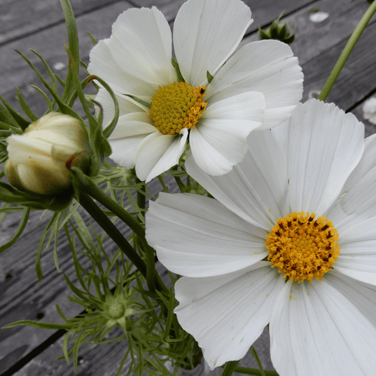 Grow your own cosmos versailles flush