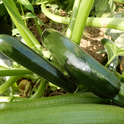 Kitchen garden courgette seeds