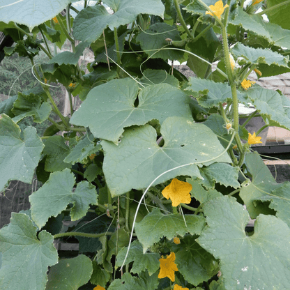 Lebanese cucumber