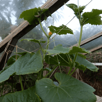 Cucumber seeds