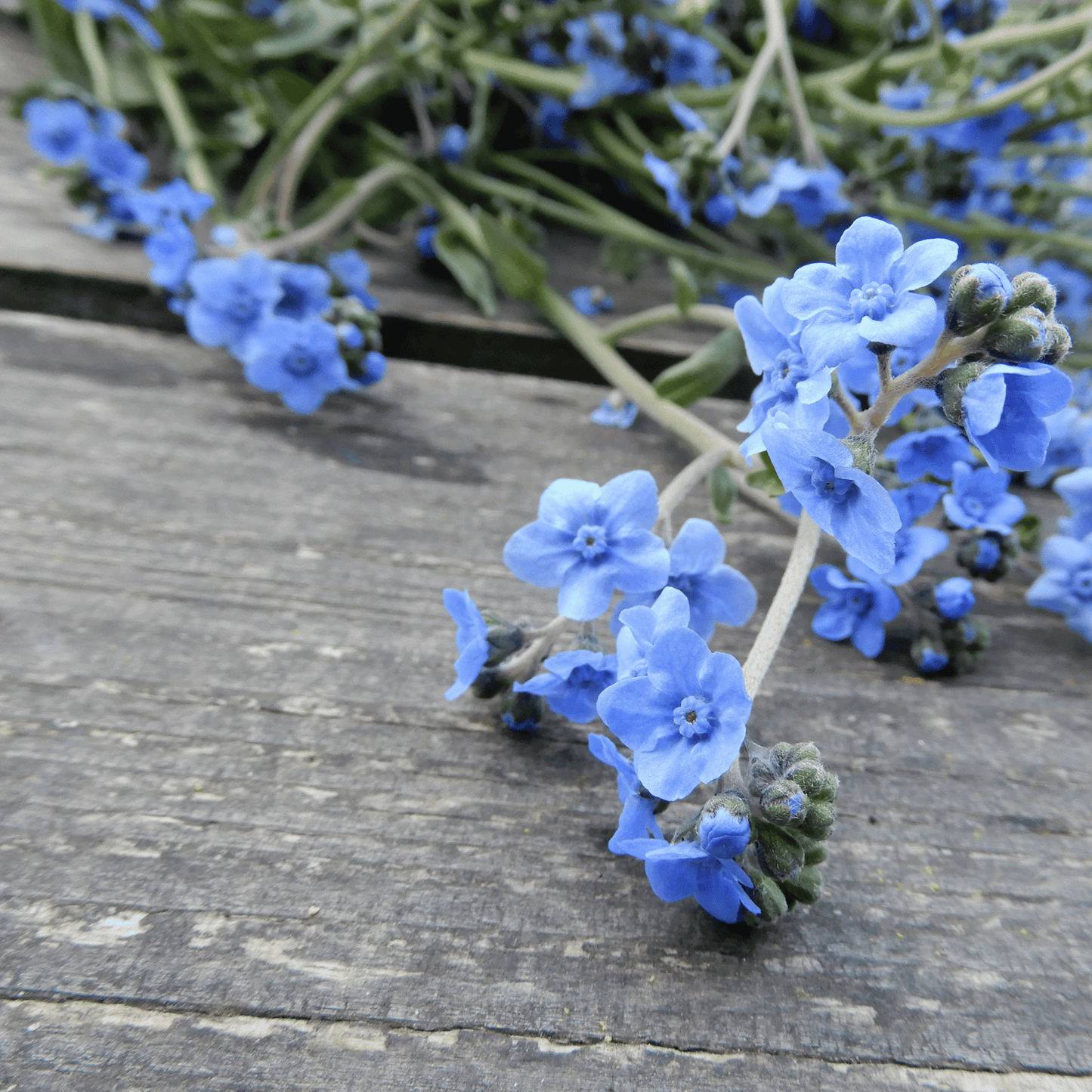 Cynoglossum 'Winnow Mix'