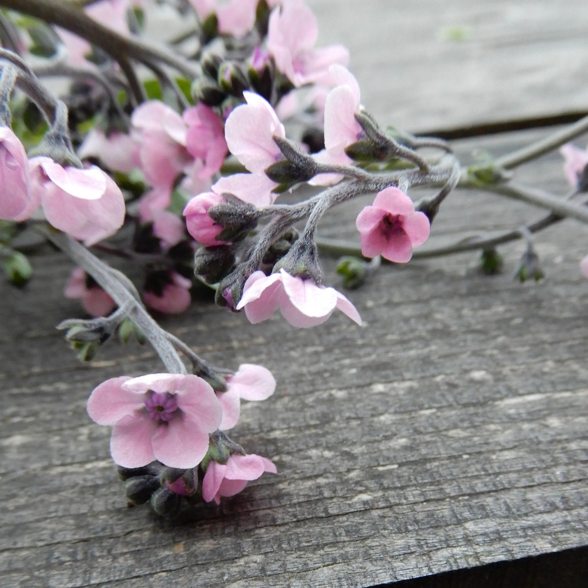 Grow your own Chinese forget-me-not