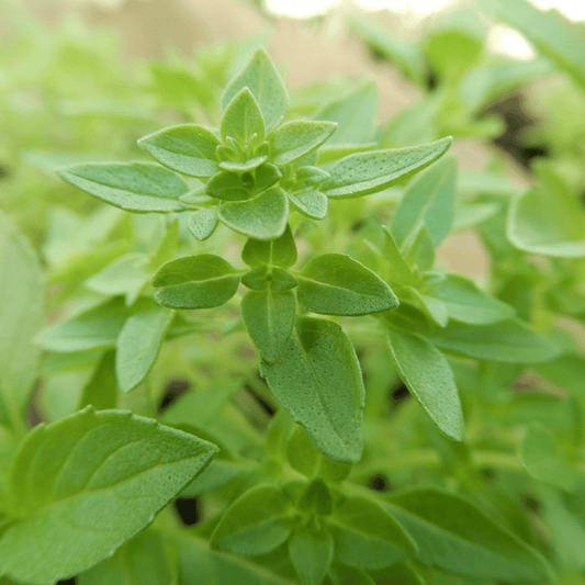 greek basil seeds dorset