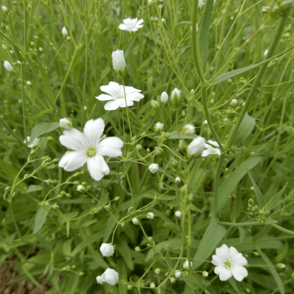 Cut flower seeds baby's breath