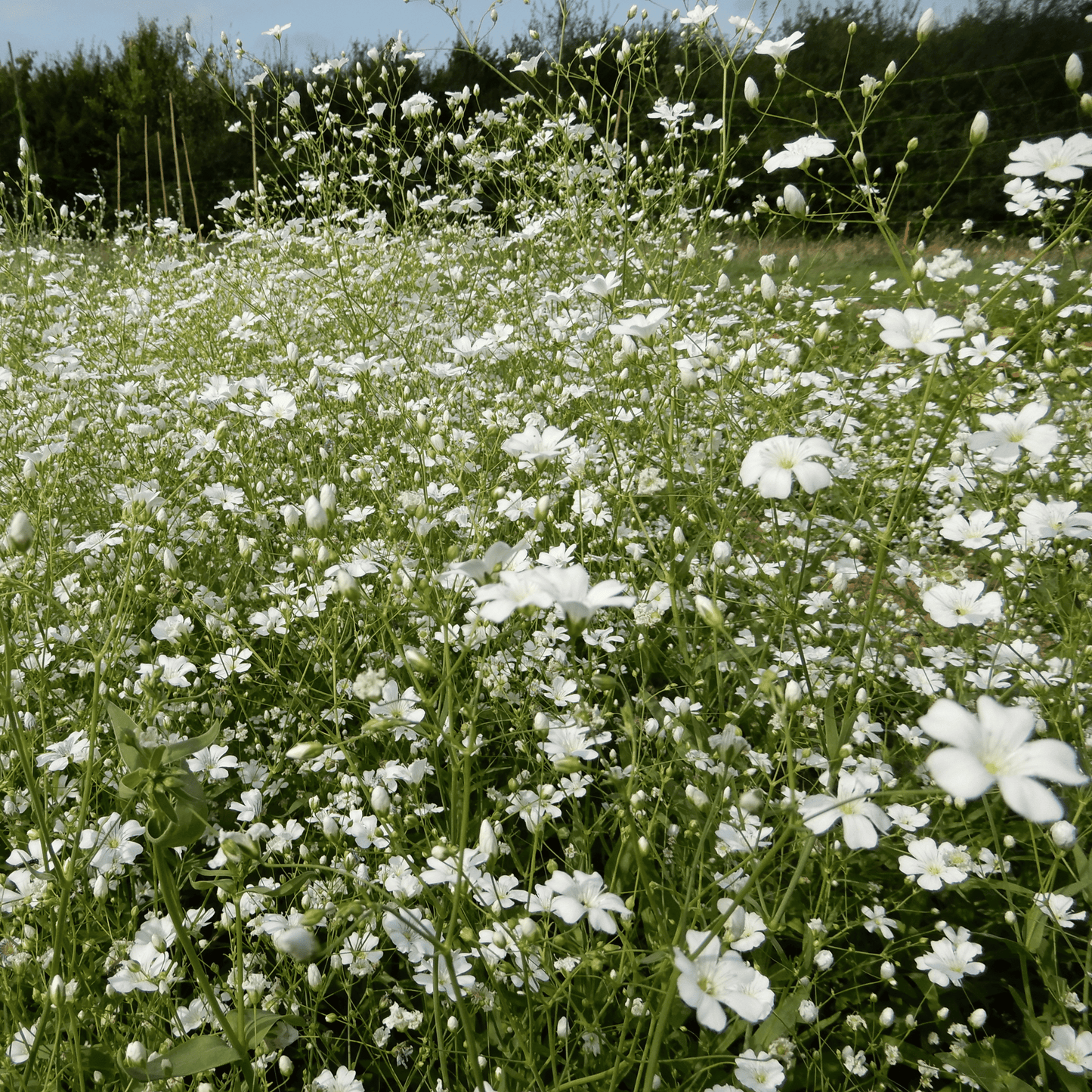 Gypsophila Covent Garden seeds