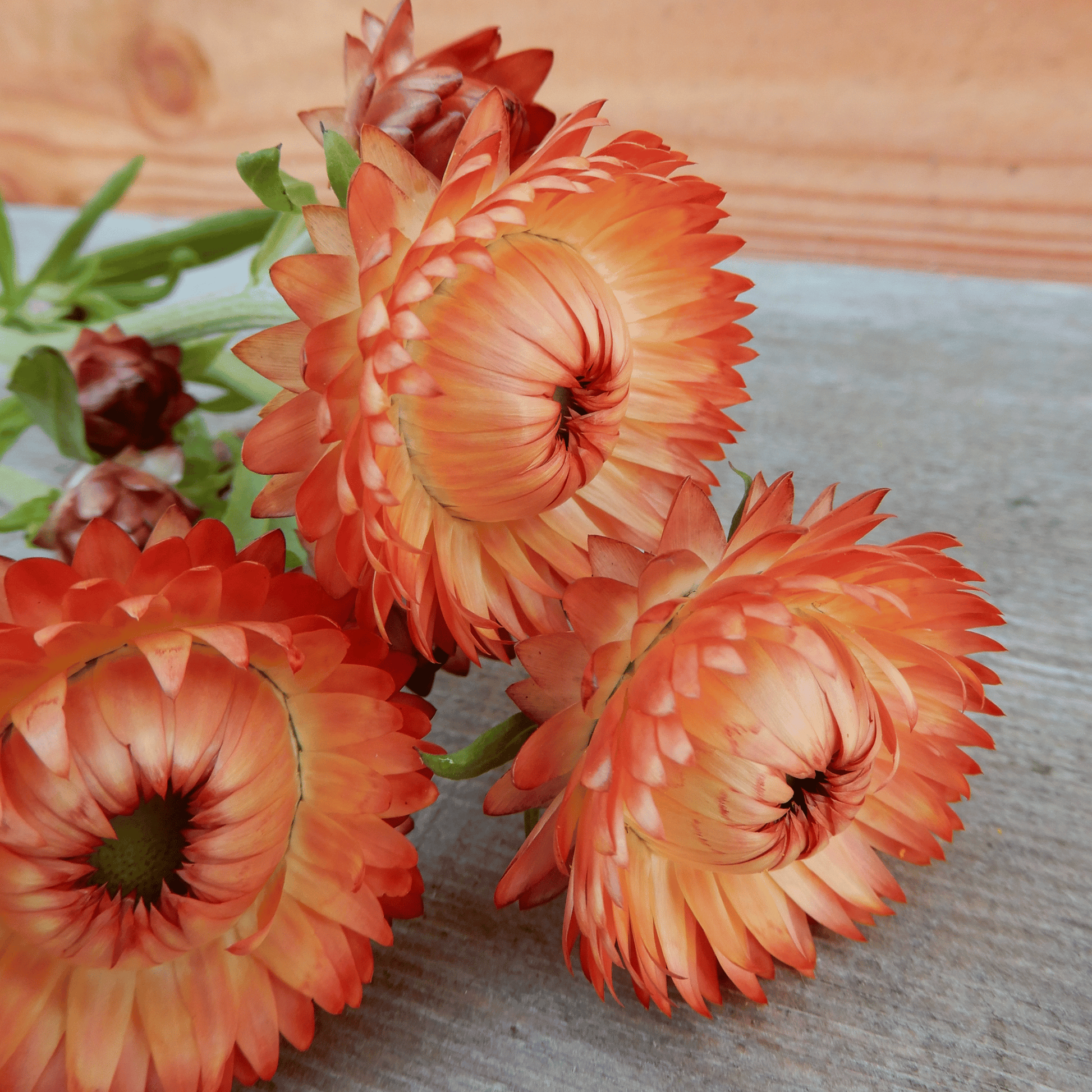 Helichrysum salmon rose flower