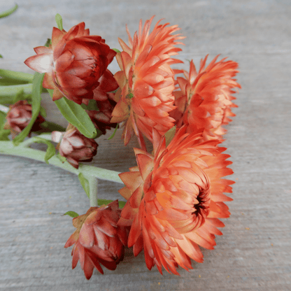 Salmon Rose Strawflower seeds