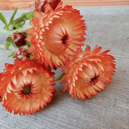 Grow your own strawflowers