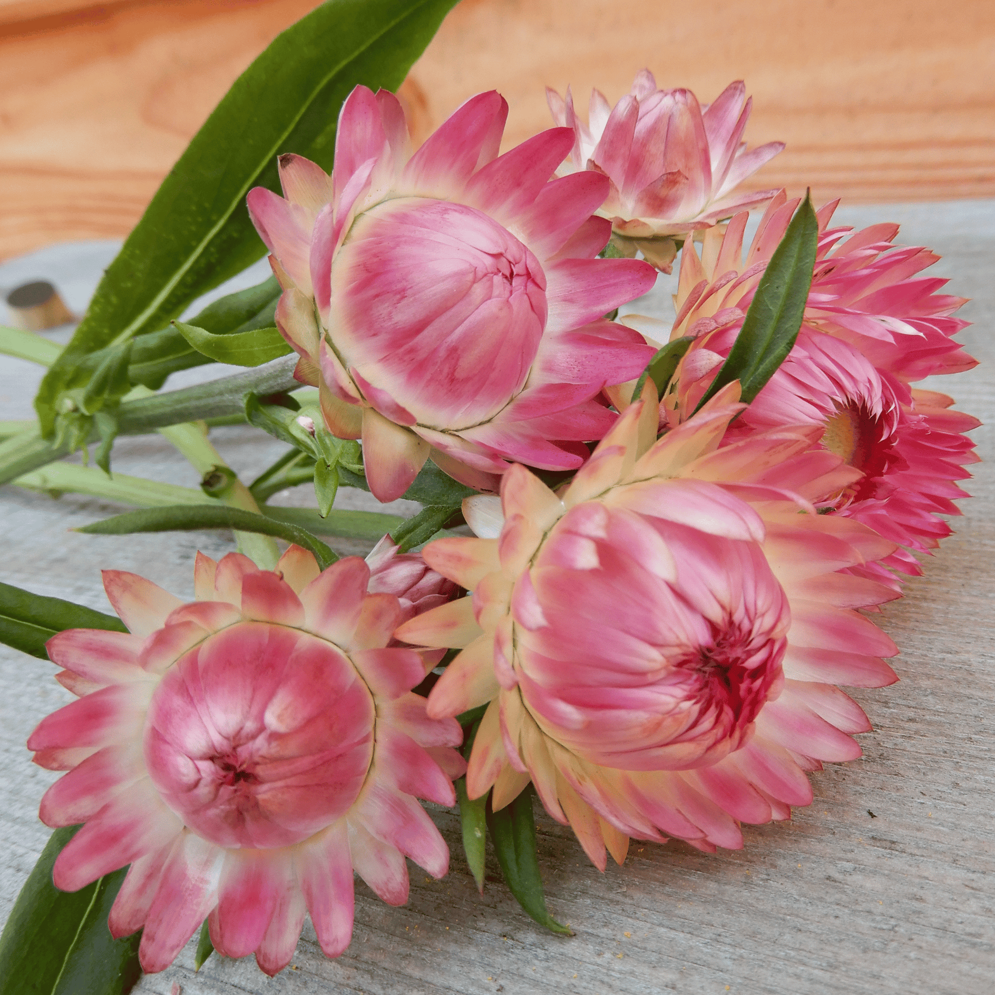 Grow your own strawflowers