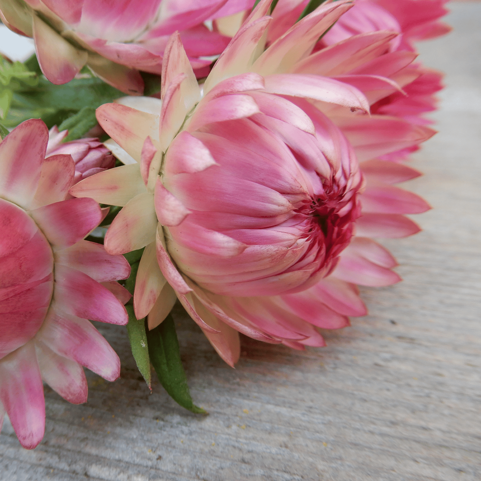 Helichrysum silvery rose seeds