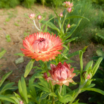 Dried flower seeds