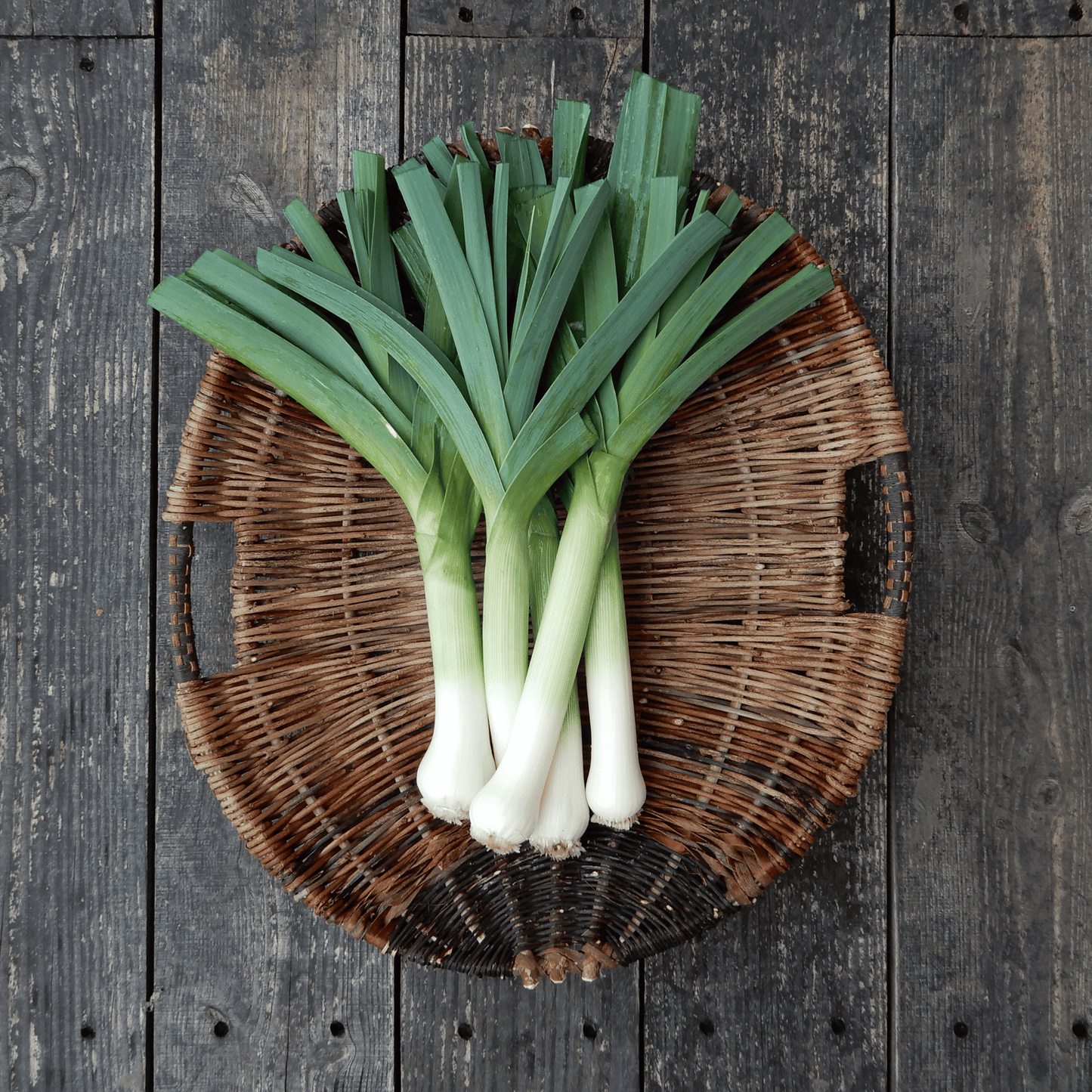 Grow you own heirloom leeks