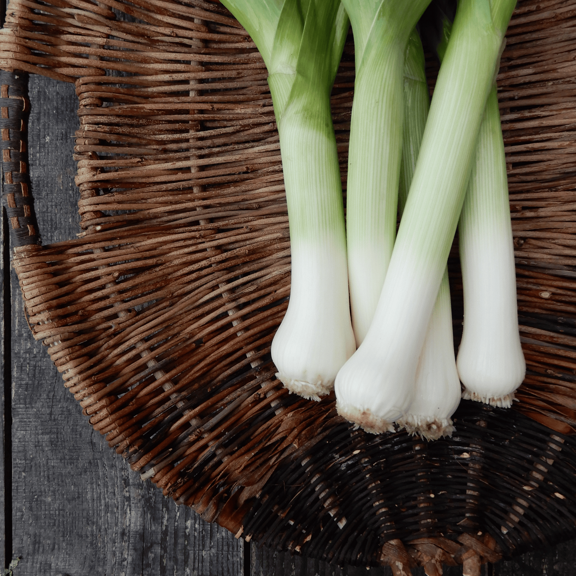 Heritage leek seed carentan