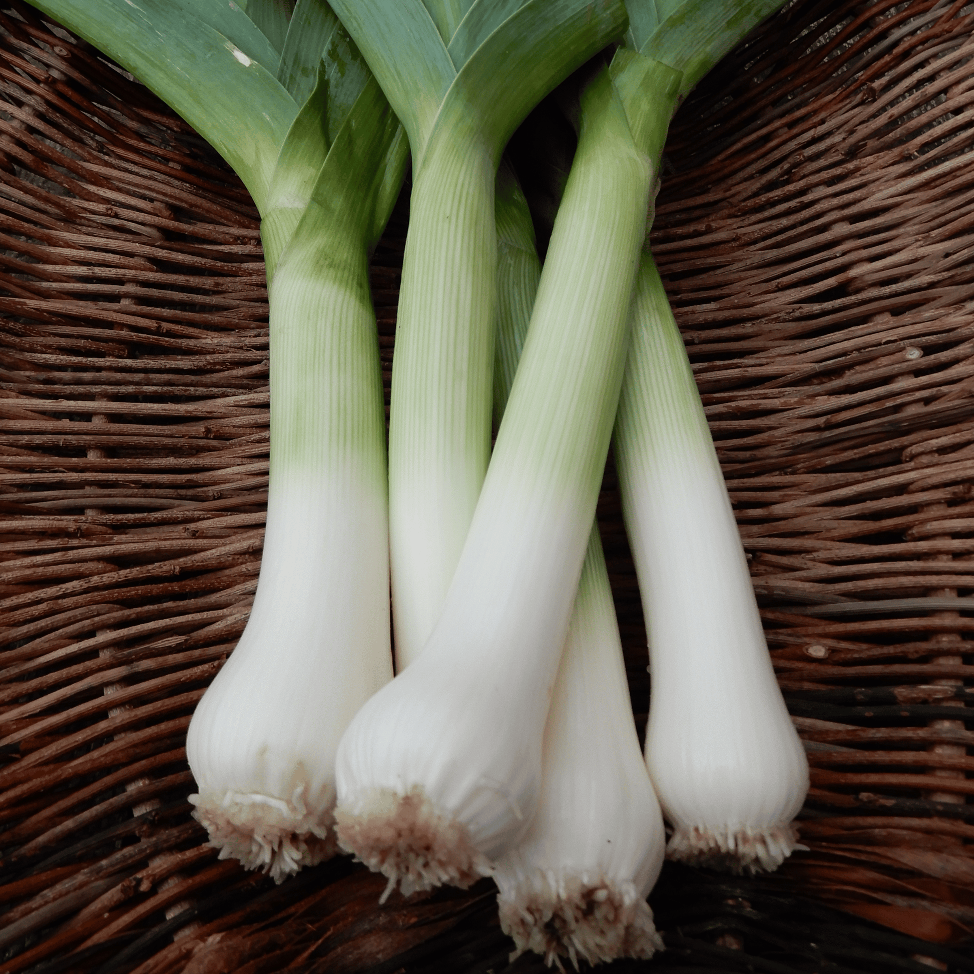 Carentan French heirloom leek variety