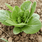 Lettuce 'Maureen'