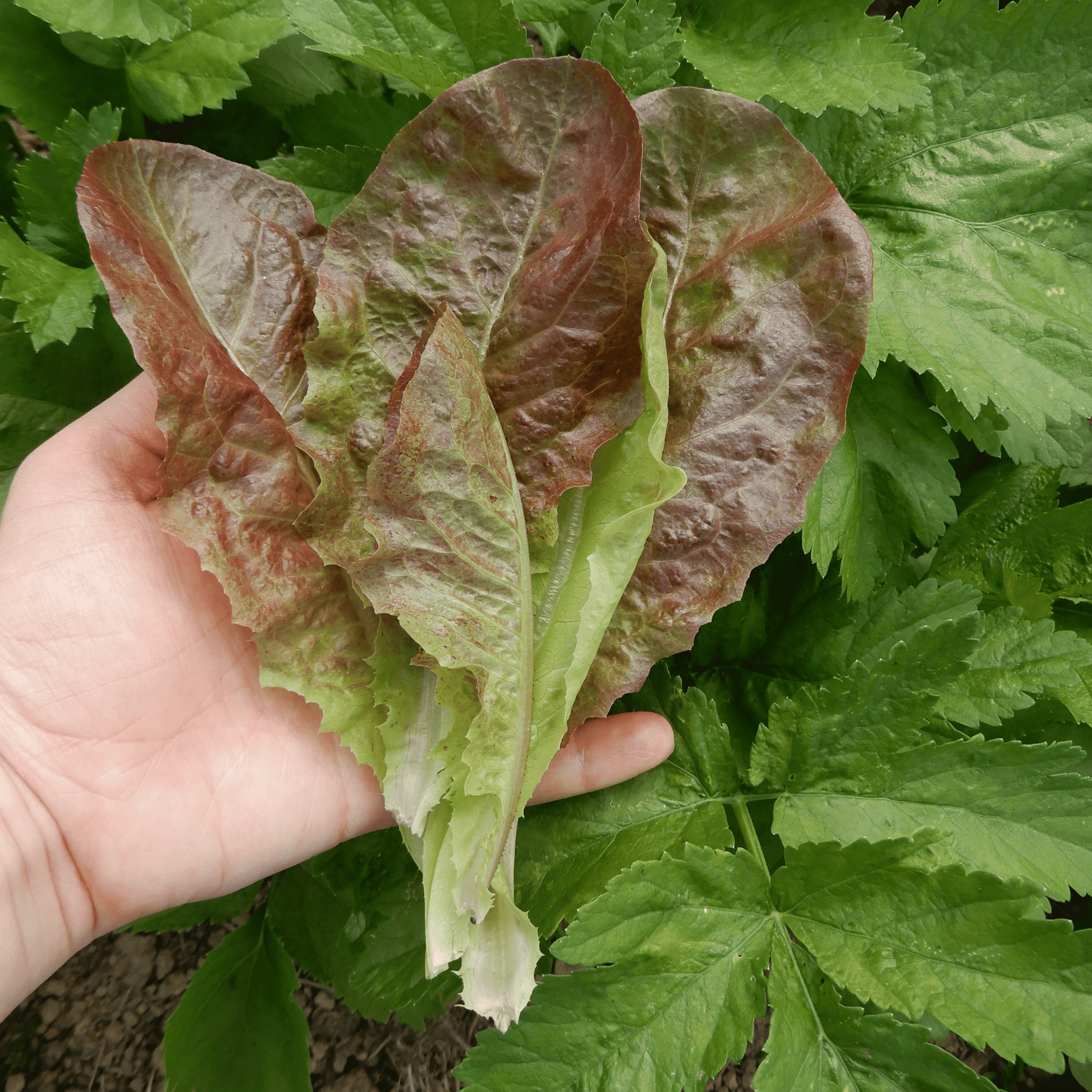 Grow your own butterhead lettuce Roxy