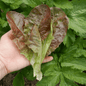 Grow your own butterhead lettuce Roxy